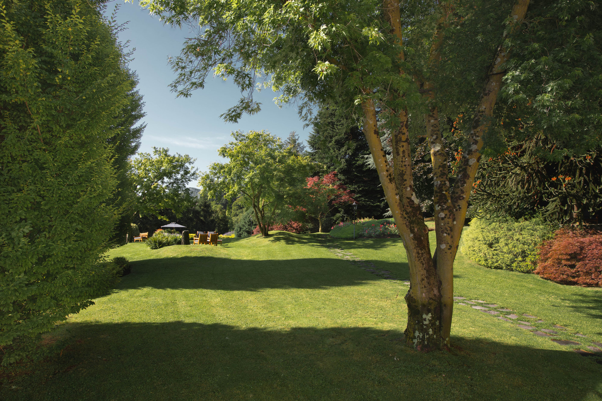Expansive garden with a great tree