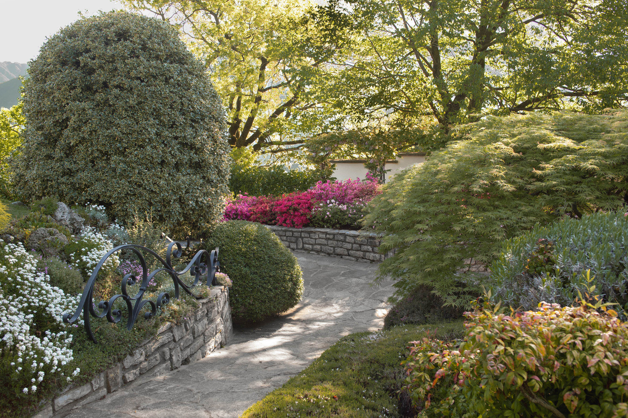 Stone garden path with topiary, azaleas and Japanese maples